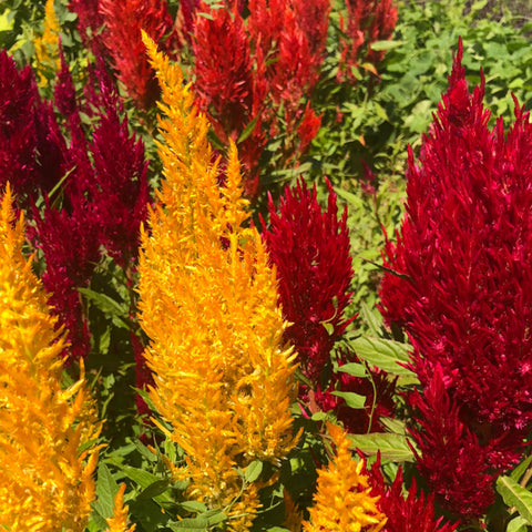 Celosia, Century Mix