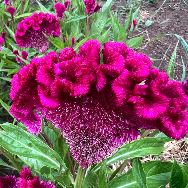 coral gardens mix cockscomb celosia flower jocad 100 seeds Celosia, Mindmeld Mix Coral Cockscomb