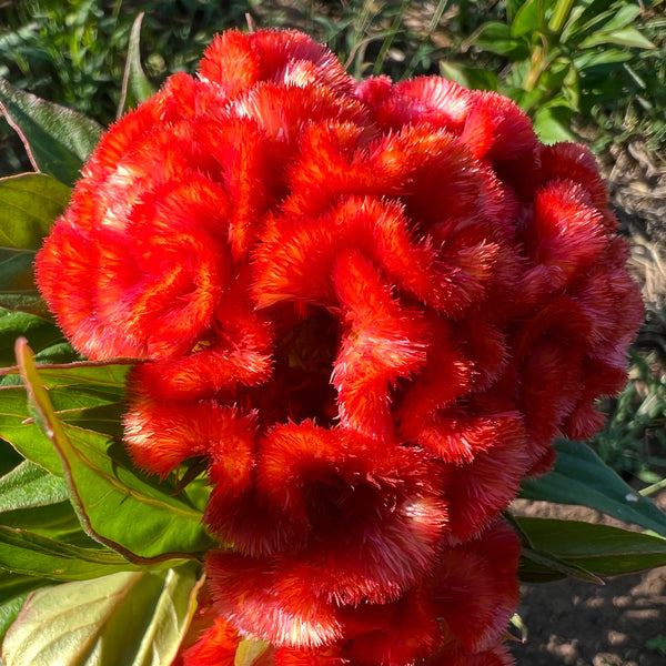 Celosia, Mindmeld Mix Coral Cockscomb