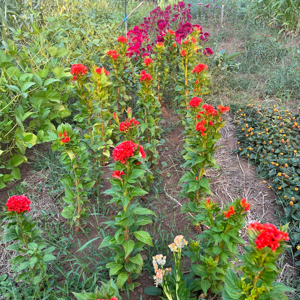 Celosia, Mindmeld Mix Coral Cockscomb