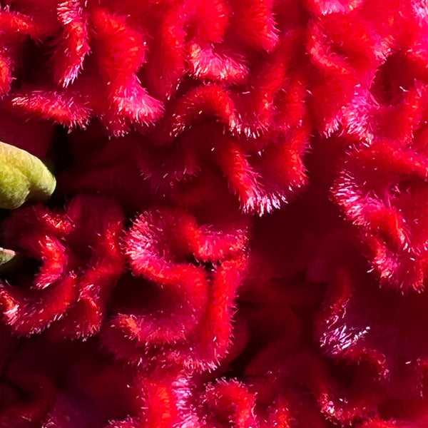 Celosia, Mindmeld Mix Coral Cockscomb