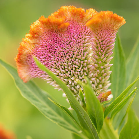 Celosia, Cockscomb, Salmon Mix