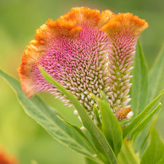 coral gardens mix cockscomb celosia flower jocad 100 seeds Celosia, Mindmeld Mix Coral Cockscomb
