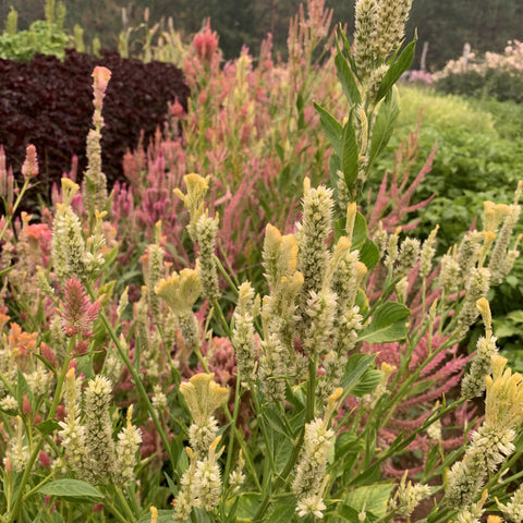 Celosia, Texas Plume Summer Sherbert Mix