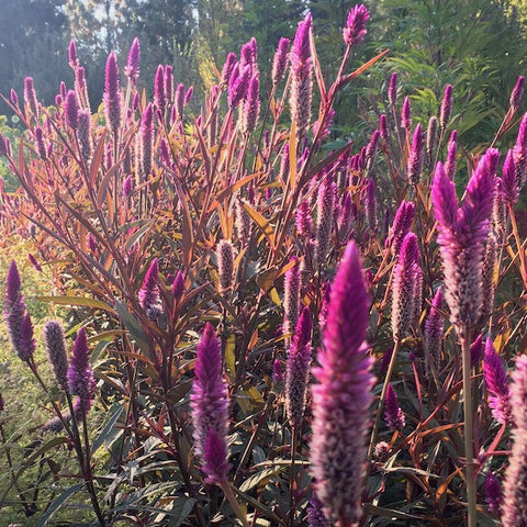 Celosia, Purple Tassels