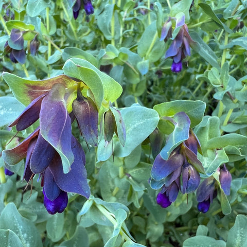 Cerinthe, Kiwi Blue