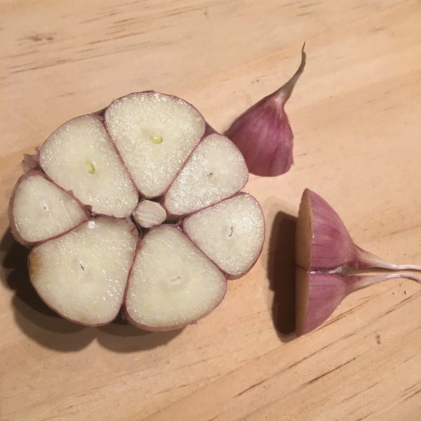 Garlic, Chesnok Red Purple Stripe
