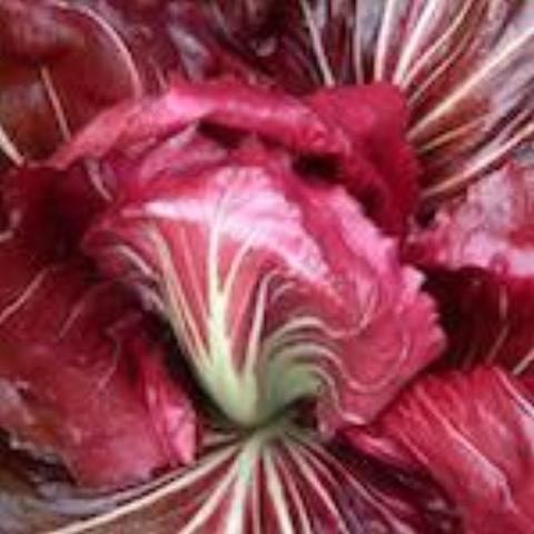 Chicory, Palla Rossa Raddichio
