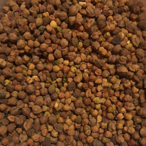 Chickpea, Munk's Moroccan