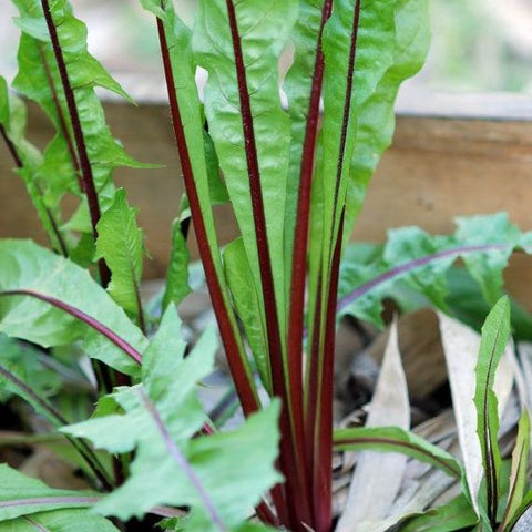 Chicory, Rossa Italiana