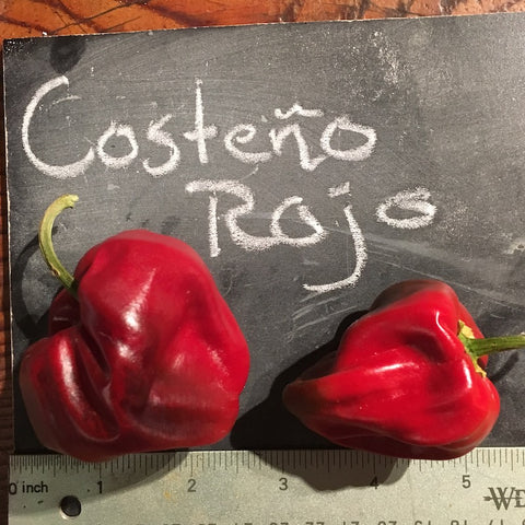 Pepper, Costeno Rojo