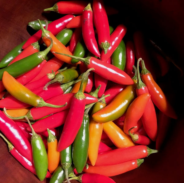 Pepper, Hidalgo Chilies