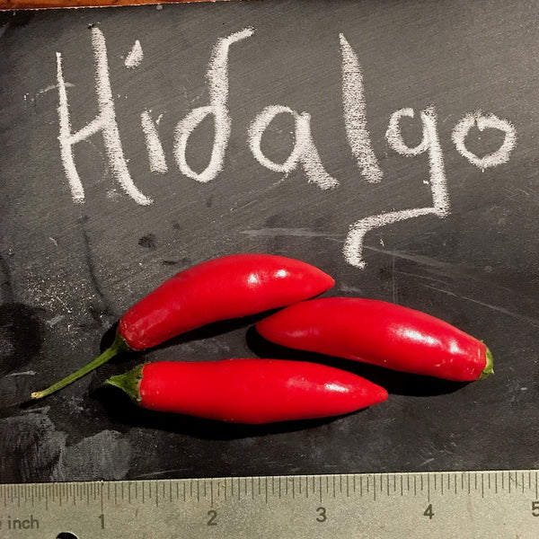 Pepper, Hidalgo Chilies