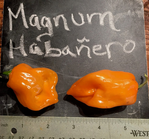 Pepper, Magnum Habenero