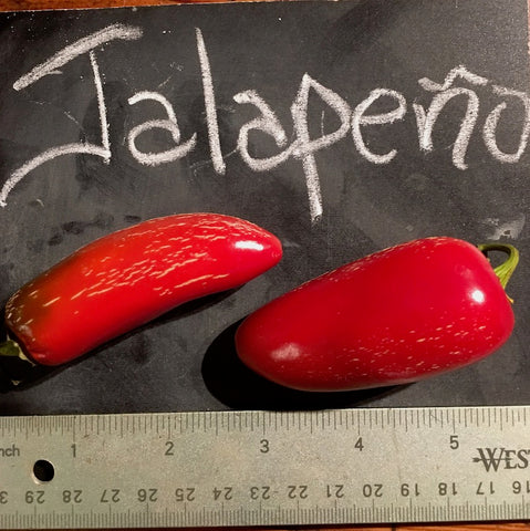 Pepper, Early Jalapeno