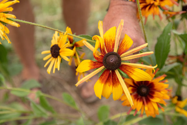 Rudbeckia, Chim Chiminee, organic, open pollinated, cut flower