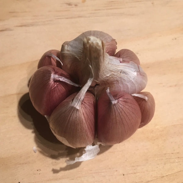 Garlic, Chinese Pink