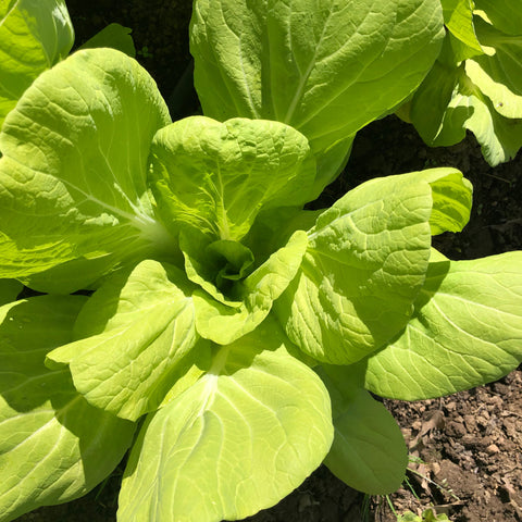 Chinese Cabbage, Maruba Santoh