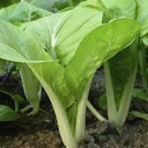 Chinese Cabbage, China Choy