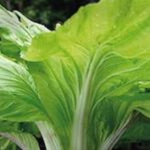 Chinese Cabbage, Maruba Santoh