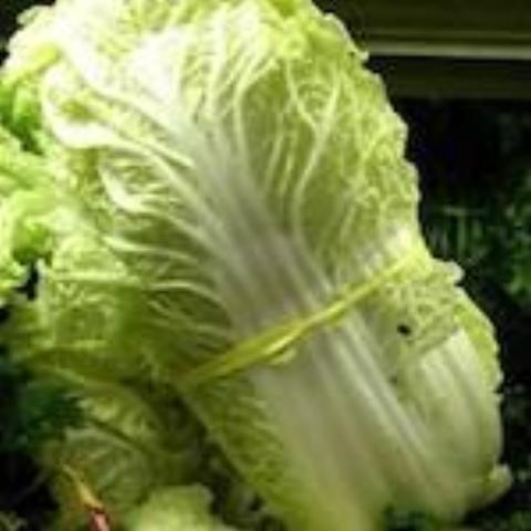 Chinese Cabbage, Nozaki Early