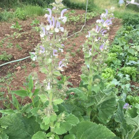 Clary Sage, organic, open pollinated, medicinal