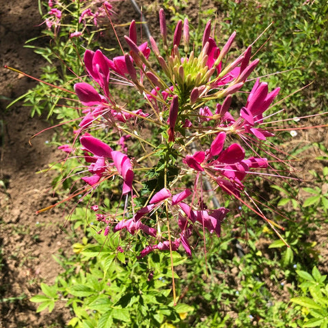 Cleome, Rose Queen