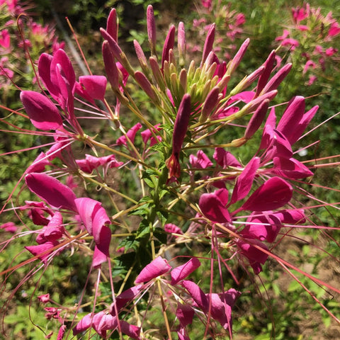 Cleome, Rose Queen