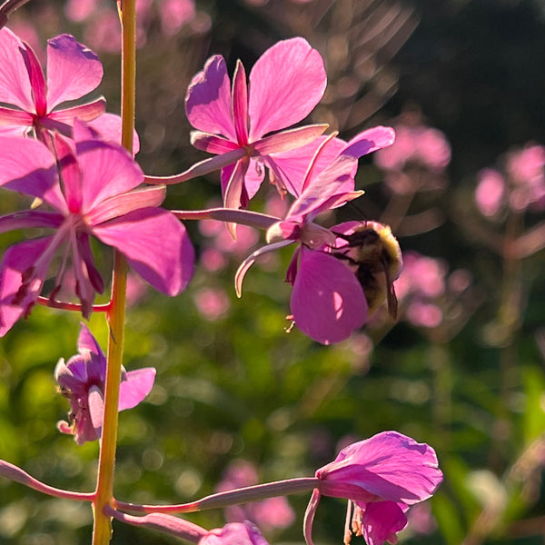 cleome rose queen seeds Cleome, Rose Queen