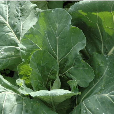 Collards, Flashy