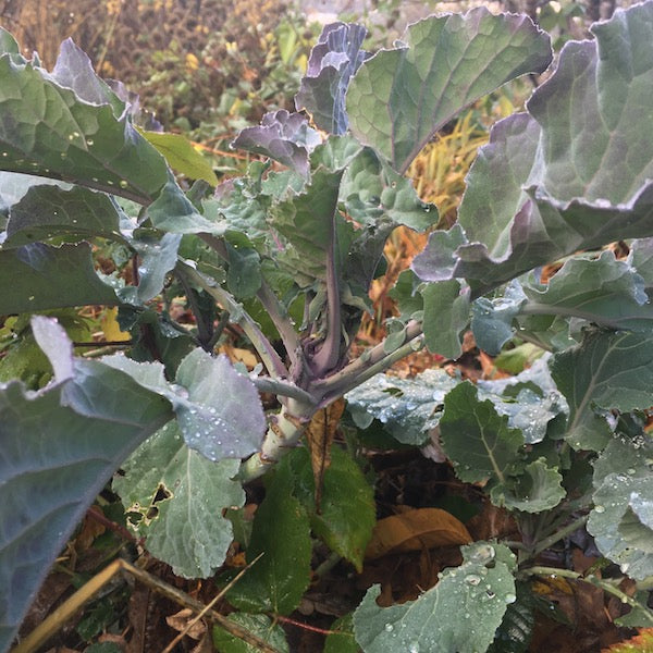 Collards, Purple Tree, organic, open pollinated