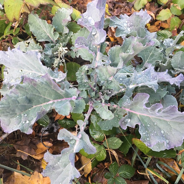 Collards, Purple Tree, organic, open pollinated