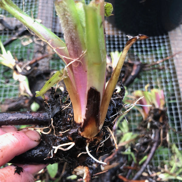 Comfrey, Russian - Root Crown Cuttings