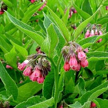 Comfrey, Russian - Root Crown Cuttings