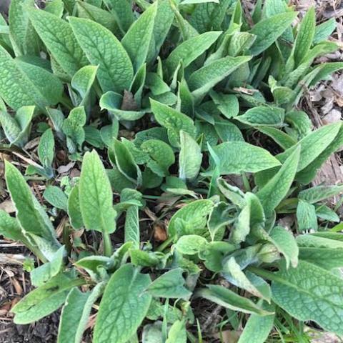 Comfrey, Russian - Root Crown Cuttings