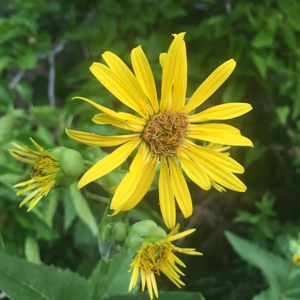 Compass Plant, organic, open pollinated