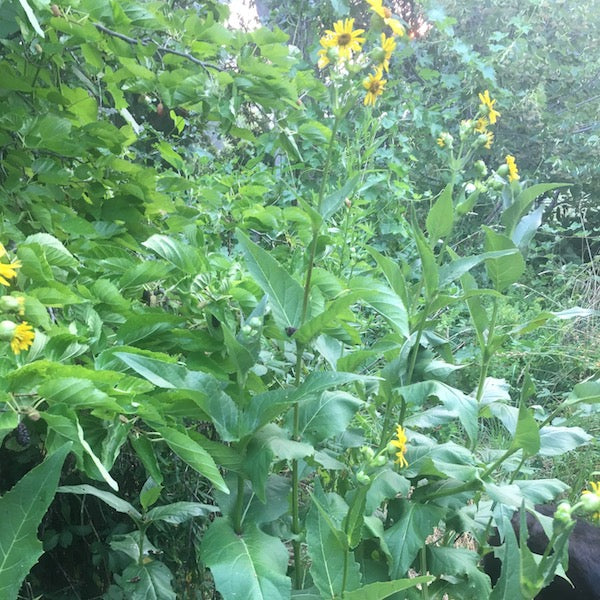 Compass Plant, organic, open pollinated