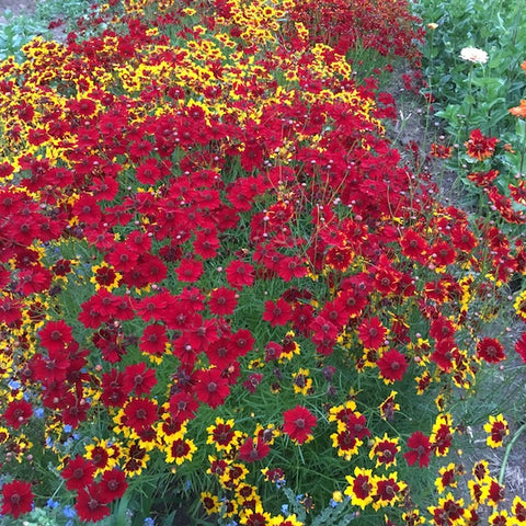 Coreopsis, Dyer's