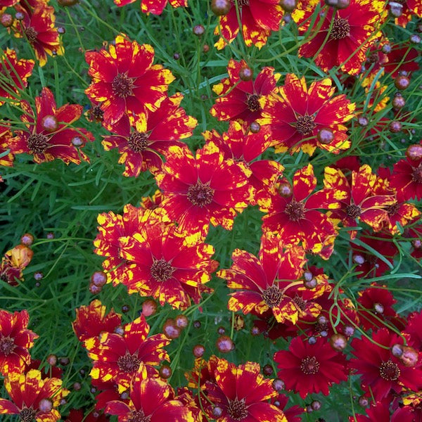 Dyer's Coreopsis Mix, organic, open pollinated, cut flowers