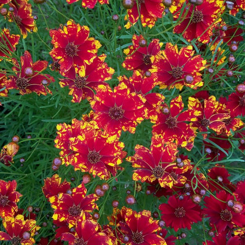 Coreopsis, Dyer's