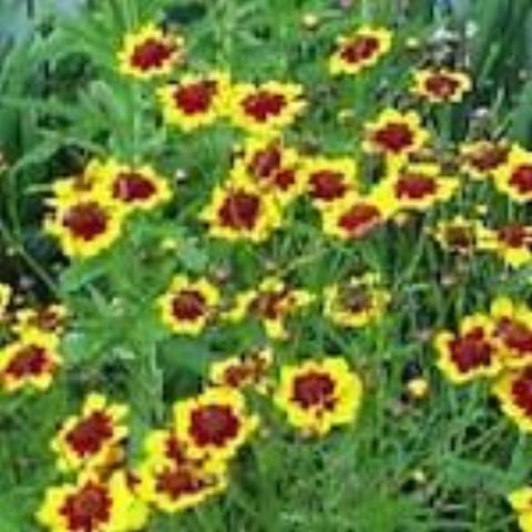 Coreopsis, organic, open pollinated, cut flower