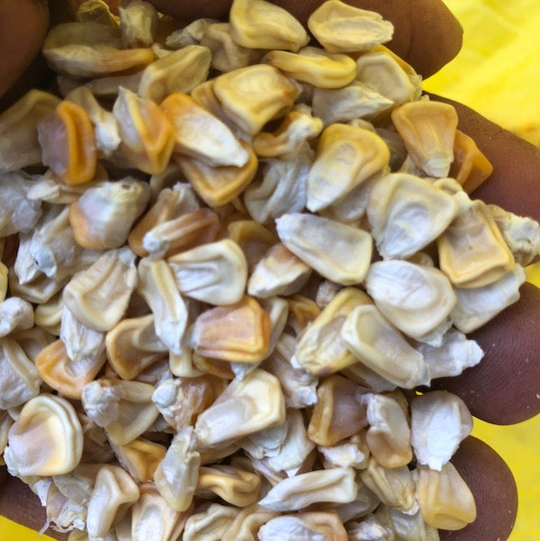 Corn, Aloha No. 9 (f3) | Siskiyou Seeds