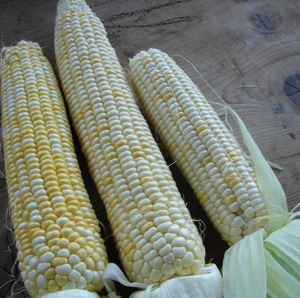 Organic Corn Planters Collection | Siskiyou Seeds