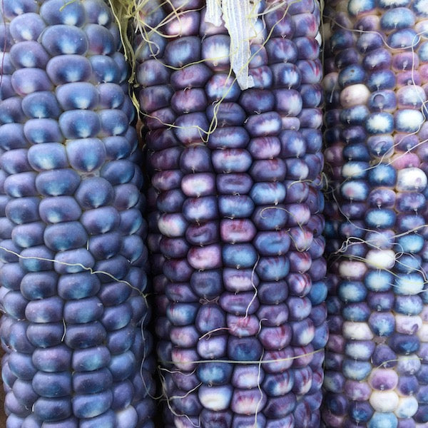 Hopi Blue Star Corn, organic, open pollinated, non gmo