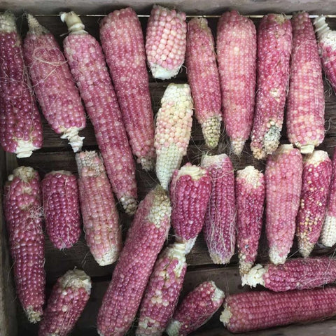 Corn, Early Pink, Popcorn