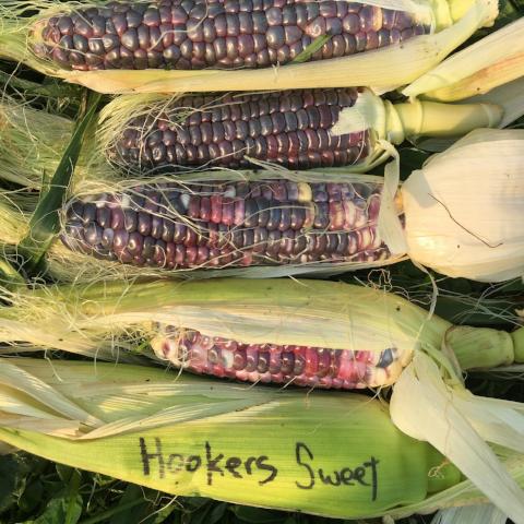 Corn, Hookers Sweet
