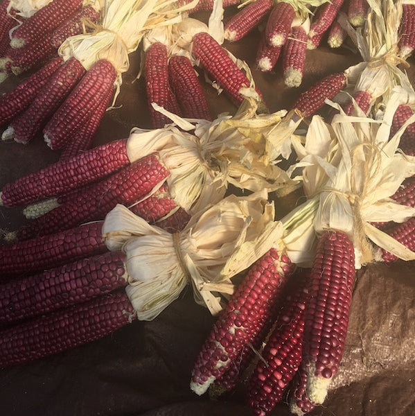 Corn, Siskiyou Pink