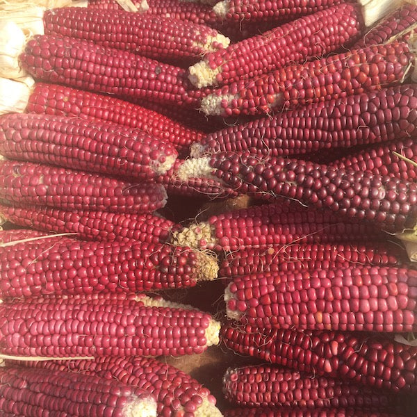 Corn, Siskiyou Pink