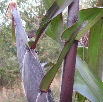 Corn, Martian Jewels