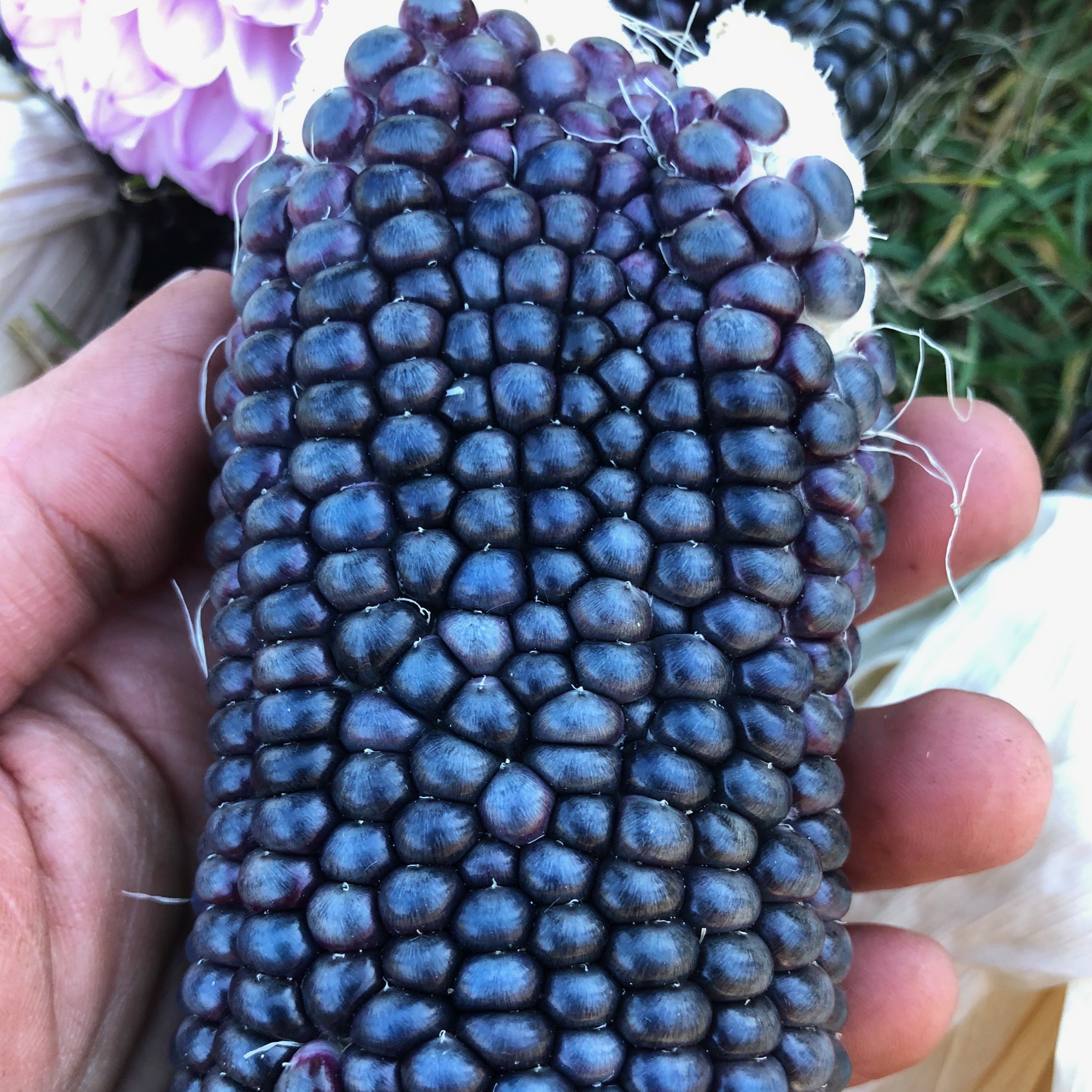 Corn, Oregon Blue, Flour Siskiyou Seeds